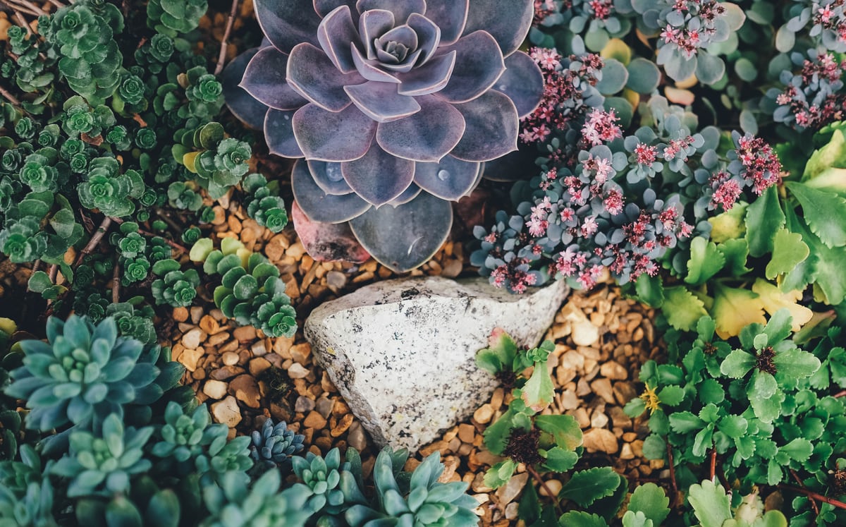 Picture of succulents